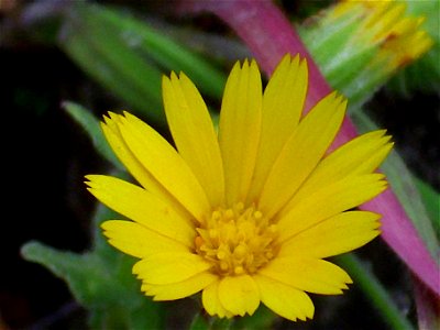 Calendula arvensis close up, Dehesa Boyal de Puertollano, Spain photo