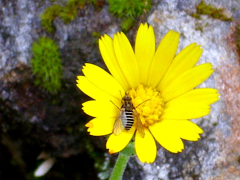 Calendula arvensis flowers close up, Sierra Madrona, Spain
