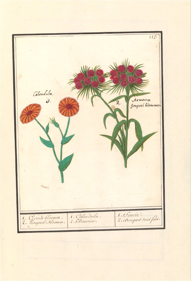 IdentificatieTitel(s): Goudsbloem (Calendula) en Duizendschoon (Dianthus barbatus)1. Goude bloemen. 2. houpeel Bloemen. / 1. Calendula. 2. Armeria. / 1. Soucie. 2. Bouquet tout faut (titel op object)O