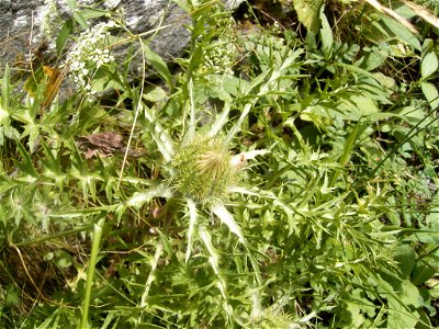 This photo shows Carlina acaulis