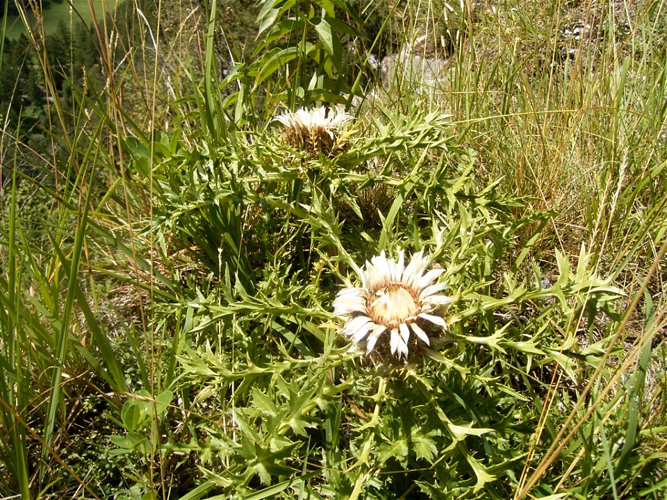 This photo shows Carlina acaulis