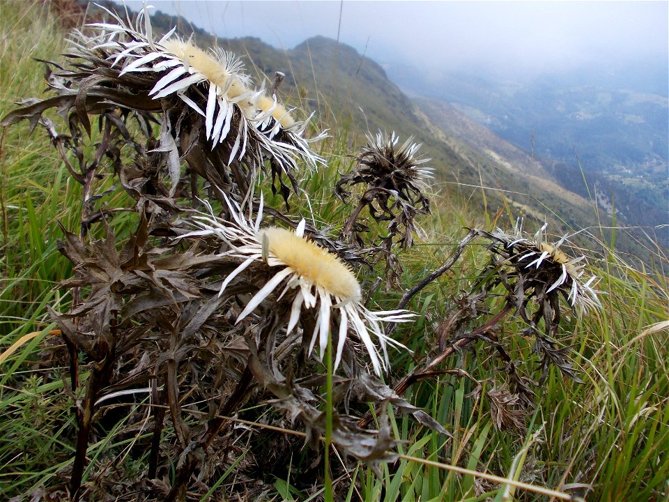 Carlina acaulis sul monte Reixa sopra Arenzano