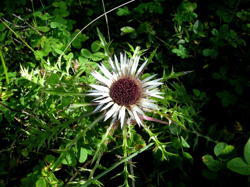 Fleur de montagne (Carlina acaulis) au col du Pradel