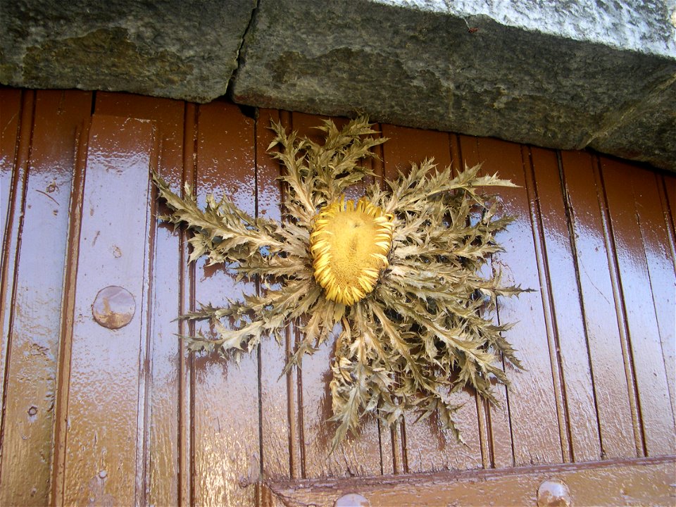 Carlina acaulis. Eguzkilore in basque.