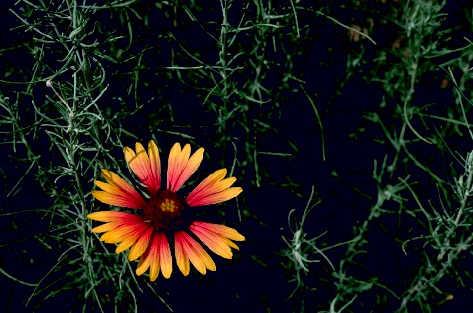 Image title: Blanket flower gaillardia aristata Image from Public domain images website, http://www.public-domain-image.com/full-image/flora-plants-public-domain-images-pictures/flowers-public-domain- photo