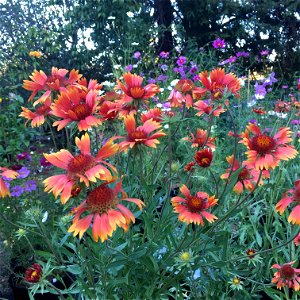 Gaillardia aristata 'Tokajer'