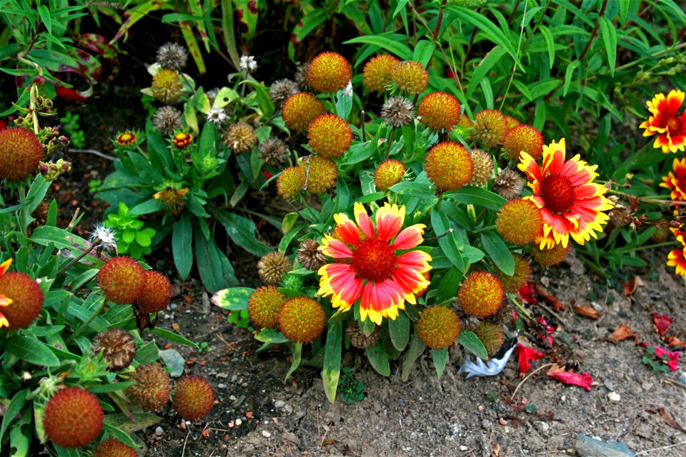 Flower Gaillardia aristata in Prague Botanic Garden, Prague, Troja