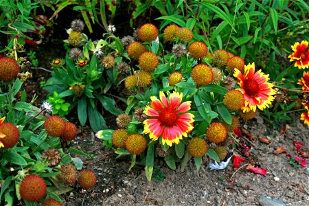 Flower Gaillardia aristata in Prague Botanic Garden, Prague, Troja