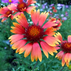 Tokajer gaillardia flower