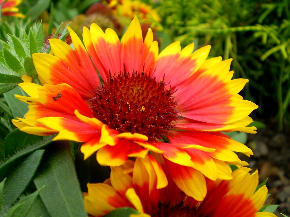 Probably a Gaillardia cultivar