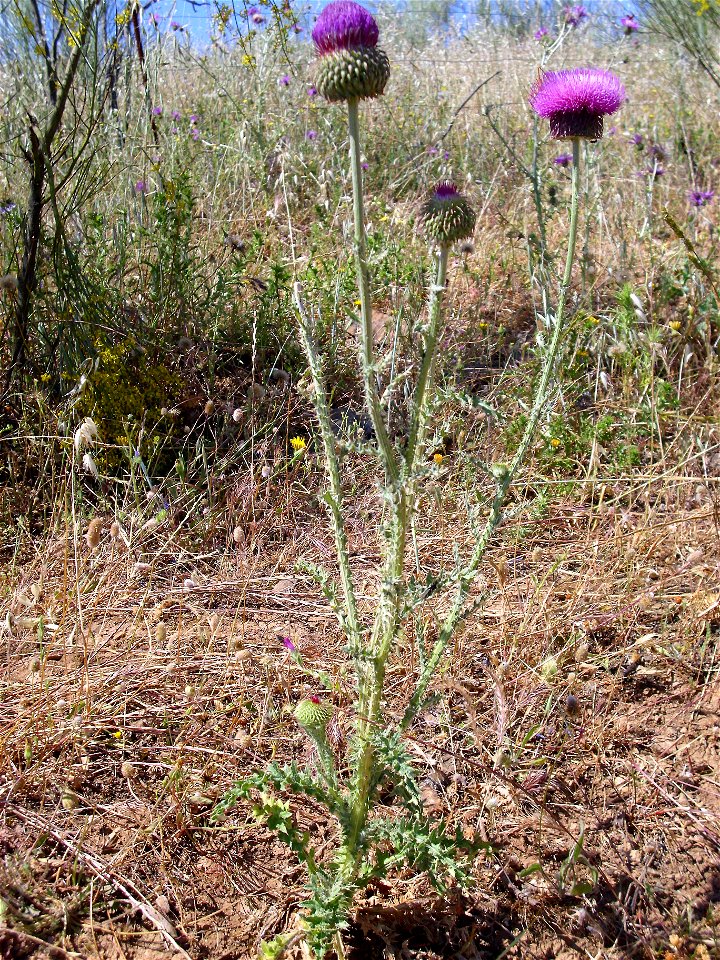 Carduus platypus subsp. granatensis habit, Valle de Alcudia, Spain