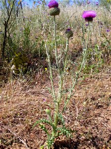 Carduus platypus subsp. granatensis habit, Valle de Alcudia, Spain