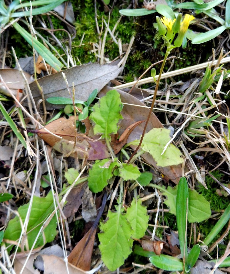 Youngia japonica, in a neglected weedy corner of park on the east side of Nogeyama Zoo. Yokohama, Kanagawa Prefecture, Japan.