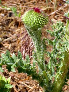 Carduus platypus subsp. granatensis leaves and blosson, Valle de Alcudia, Spain