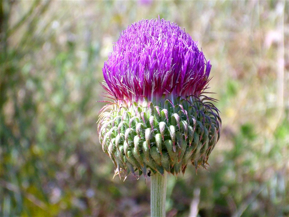 Carduus platypus subsp. granatensis semi mature inflorescence, Valle de Alcudia, Spain