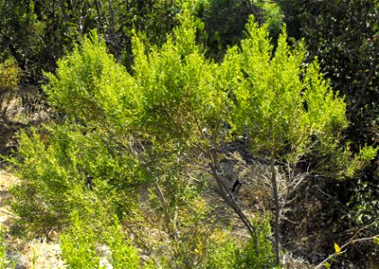 — broom baccharis, desertbroom.
Specimen growing at the San Diego Zoo Safari Park (formerly the San Diego Wild Animal Park), in Escondido, California.