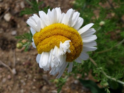 Hundskamille (Anthemis arvensis) in Hockenheim