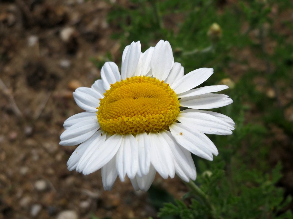 Acker-Hundskamille (Anthemis arvensis) in Hockenheim