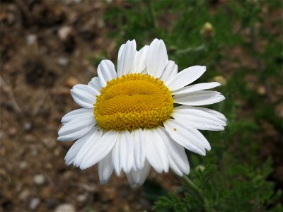 Acker-Hundskamille (Anthemis arvensis) in Hockenheim