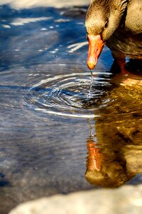 Reflection and animal
