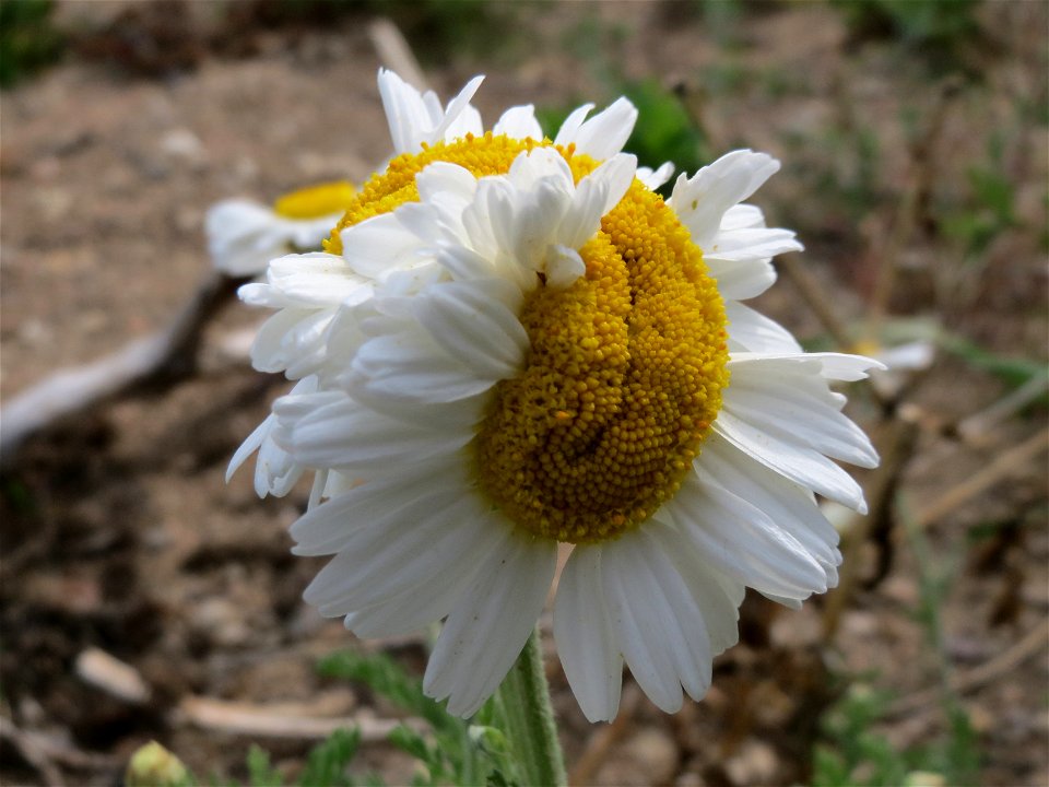 Hundskamille (Anthemis arvensis) in Hockenheim