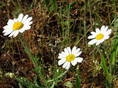 Hundskamille (Anthemis arvensis) bei Hockenheim
