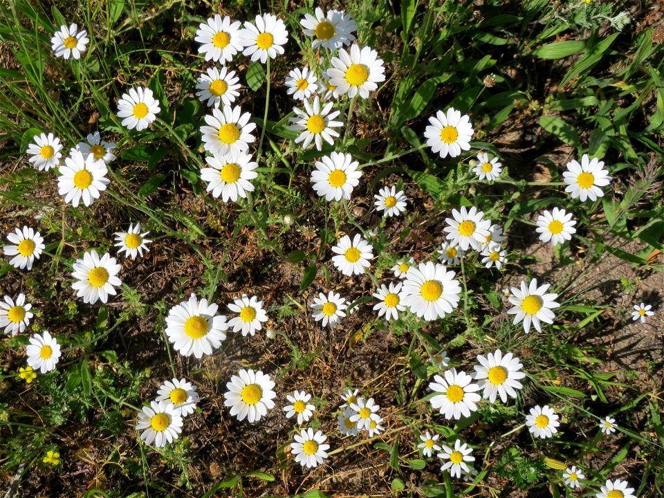 Acker-Hundskamille (Anthemis arvensis) im Landschaftsschutzgebiet Hockenheimer Rheinbogen