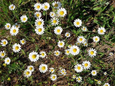Acker-Hundskamille (Anthemis arvensis) im Landschaftsschutzgebiet Hockenheimer Rheinbogen