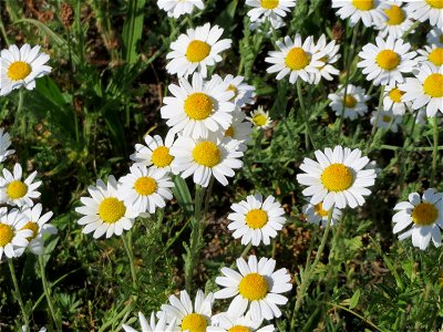 Acker-Hundskamille (Anthemis arvensis) im Landschaftsschutzgebiet Hockenheimer Rheinbogen