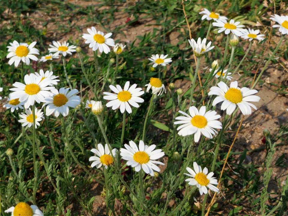 Hundskamille (Anthemis arvensis) in Neulußheim