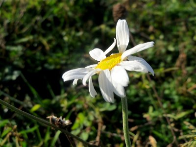 Hundskamille (Anthemis arvensis) bei Hockenheim