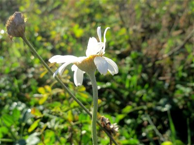 Hundskamille (Anthemis arvensis) bei Hockenheim