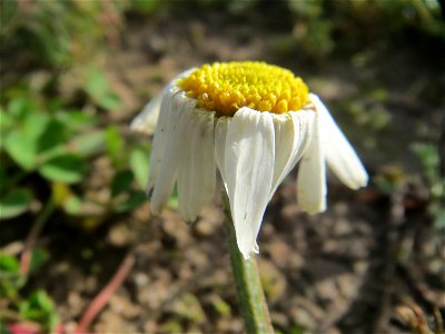Hundskamille (Anthemis arvensis) bei Hockenheim