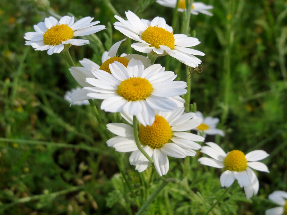 Acker-Hundskamille (Anthemis arvensis) in Hockenheim