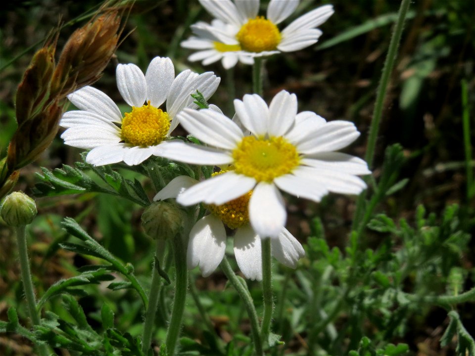 Acker-Hundskamille (Anthemis arvensis) bei Reilingen