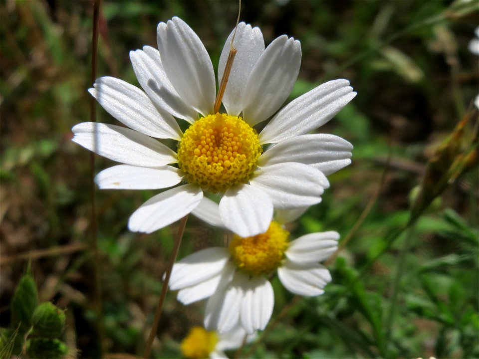 Acker-Hundskamille (Anthemis arvensis) bei Reilingen
