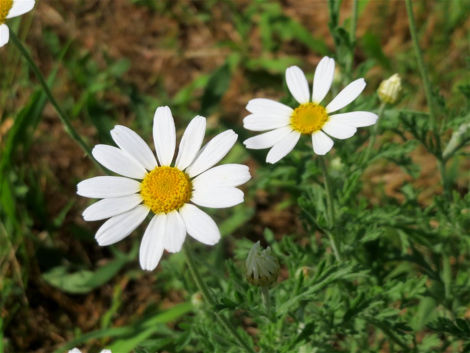 Acker-Hundskamille (Anthemis arvensis) in Hockenheim