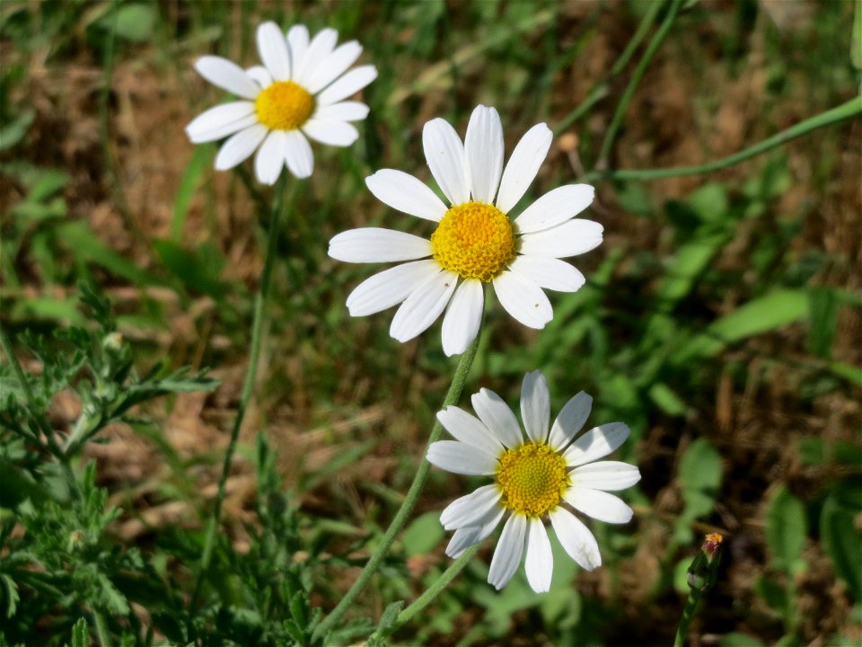 Acker-Hundskamille (Anthemis arvensis) in Hockenheim