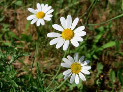 Acker-Hundskamille (Anthemis arvensis) in Hockenheim