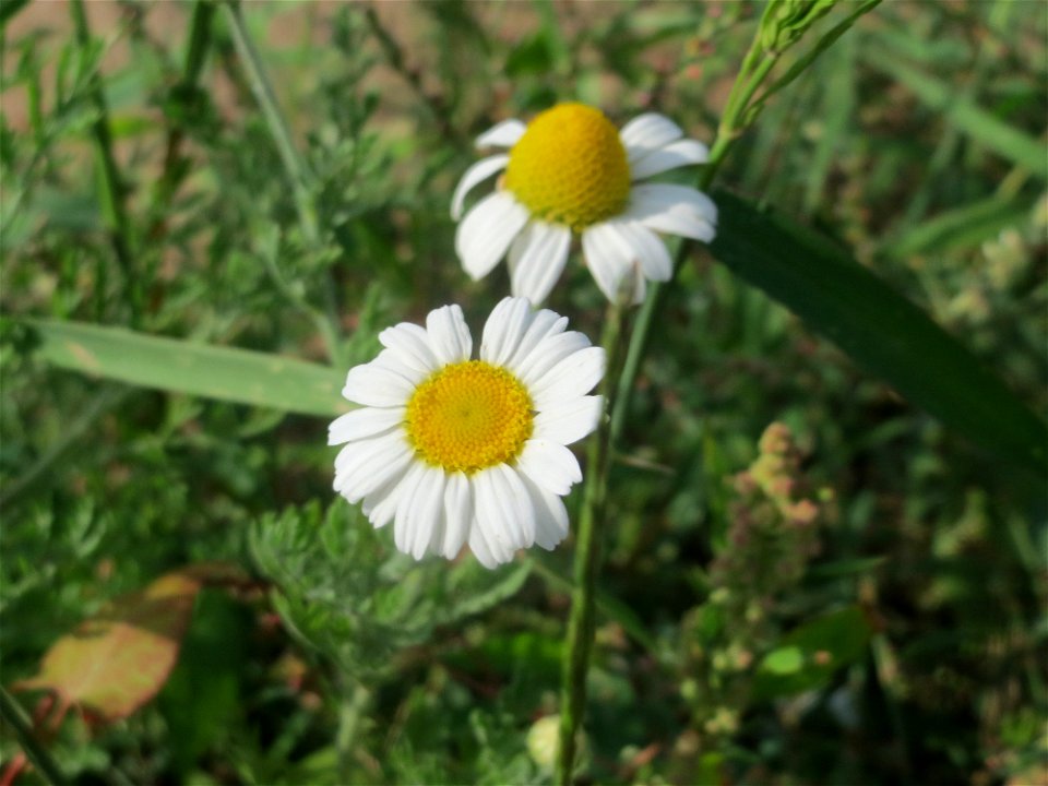 Acker-Hundskamille (Anthemis arvensis) in Hockenheim