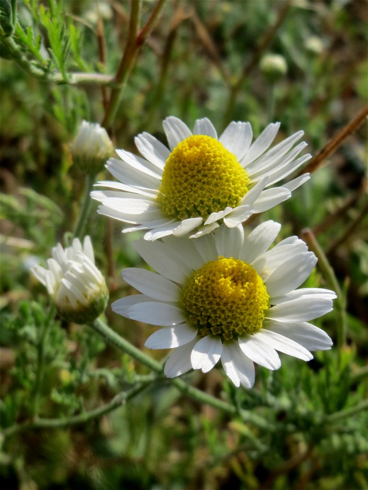Acker-Hundskamille (Anthemis arvensis) in Hockenheim