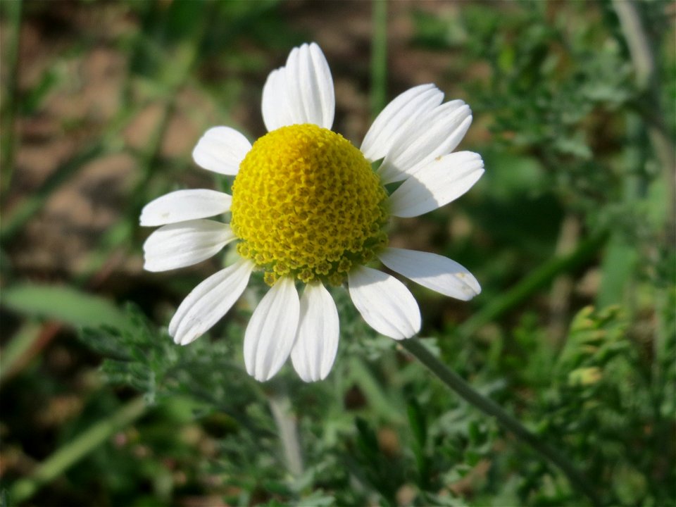 Acker-Hundskamille (Anthemis arvensis) in Hockenheim