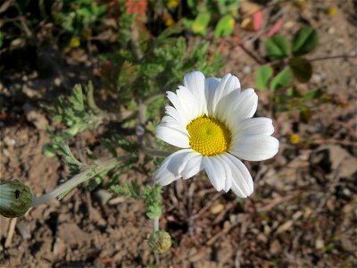 Acker-Hundskamille (Anthemis arvensis) auf einer Brachfläche am Messplatz in Hockenheim