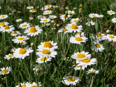 Acker-Hundskamille (Anthemis arvensis) auf einer Parkplatzwiese in Hockenheim