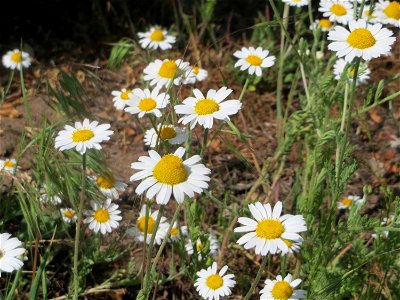 Acker-Hundskamille (Anthemis arvensis) auf einer Parkplatzwiese in Hockenheim