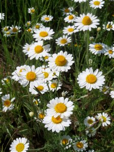 Acker-Hundskamille (Anthemis arvensis) auf einer Parkplatzwiese in Hockenheim