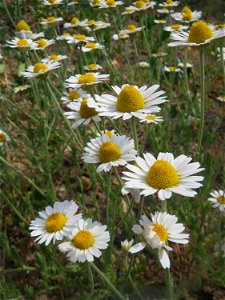 Acker-Hundskamille (Anthemis arvensis) auf einer Brachfläche am Messplatz in Hockenheim