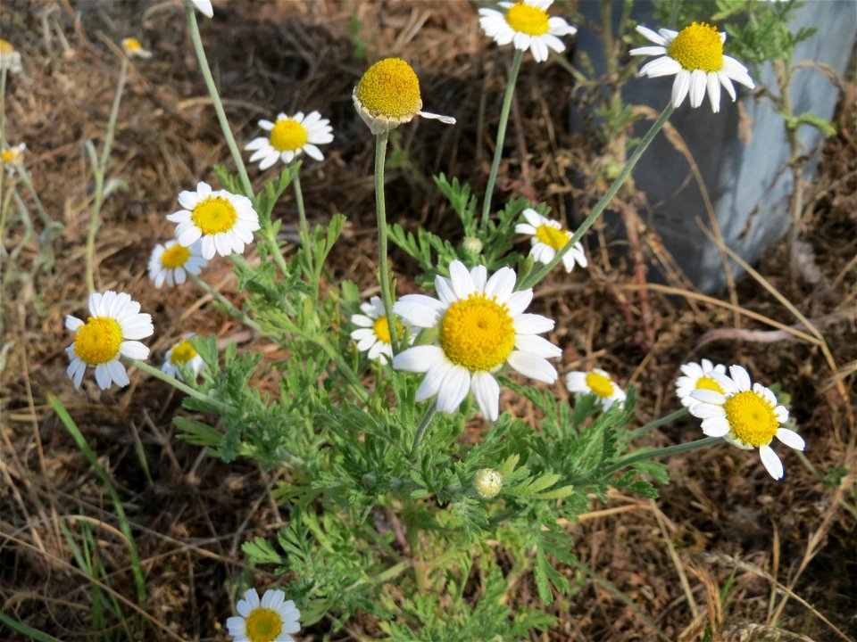 Acker-Hundskamille (Anthemis arvensis) auf einer Parkplatzwiese in Hockenheim