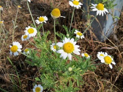 Acker-Hundskamille (Anthemis arvensis) auf einer Parkplatzwiese in Hockenheim
