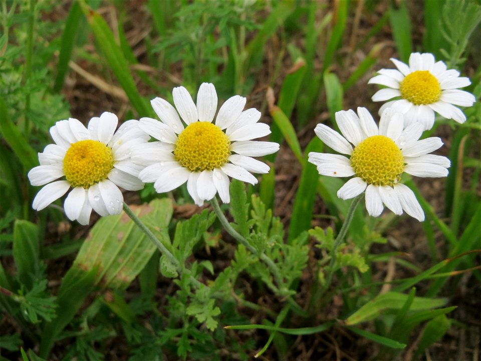 Acker-Hundskamille (Anthemis arvensis) auf einer Wiese zum Schutz der Haubenlerche am Stadtrand von Hockenheim